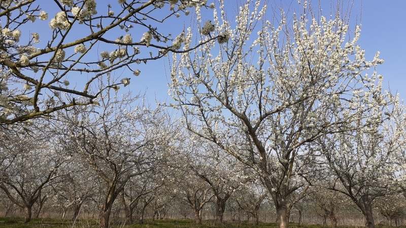 Heath Fruit Farm